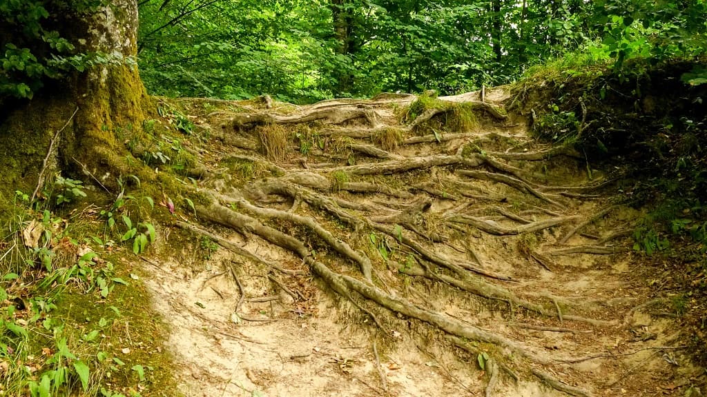 Pajhede Forest and Nymølle Brook