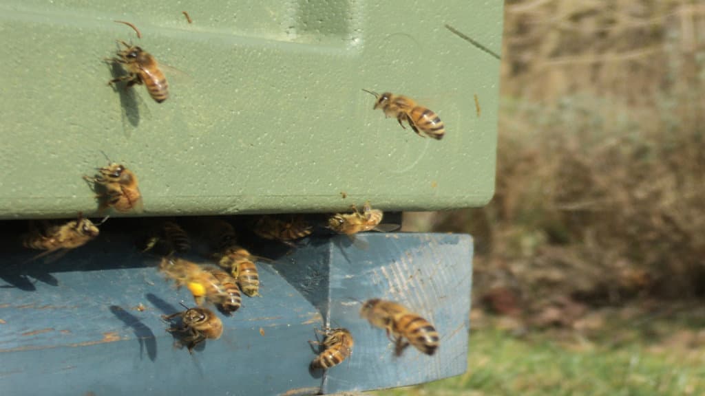 Bi-Kongen (the Bee King)