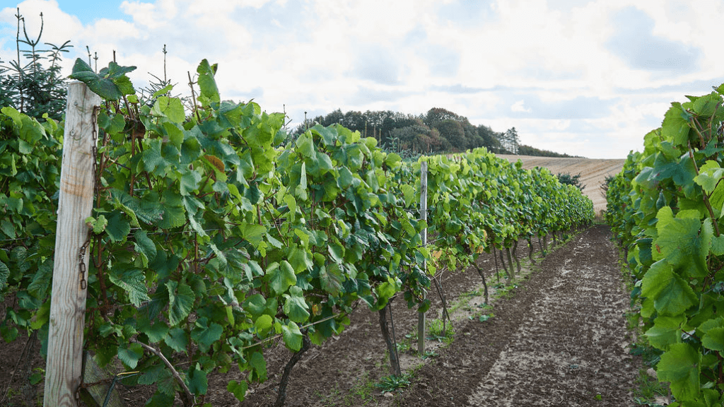 Alderslyst Vineyard