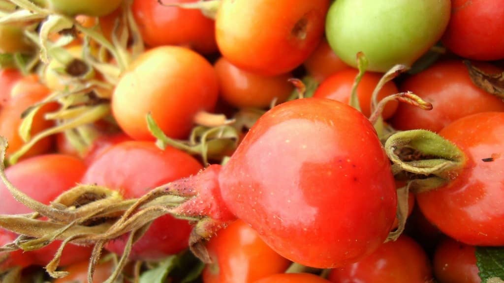 Busk Organic Farm