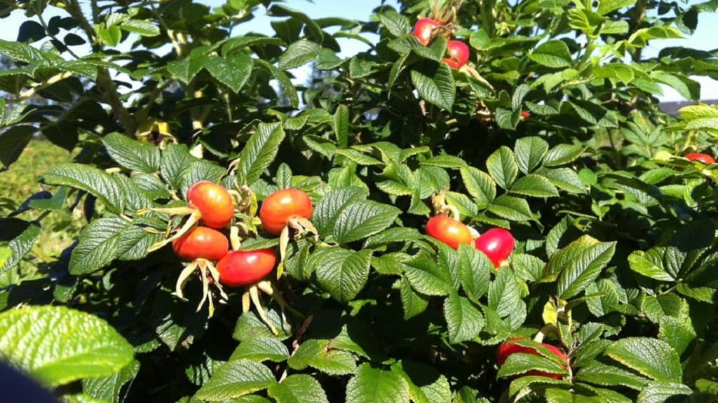 Busk Organic Farm