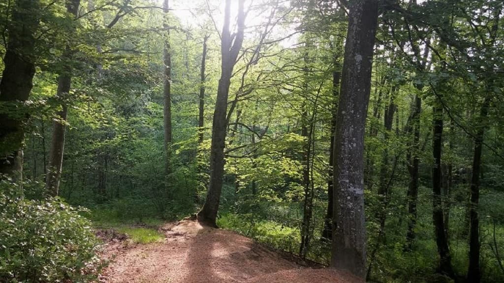 Protected area: Grevsmosen, Slettingen, Fejborg Bakke and Bollebakken