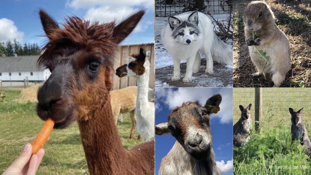 Klokkerholm Animal Park
