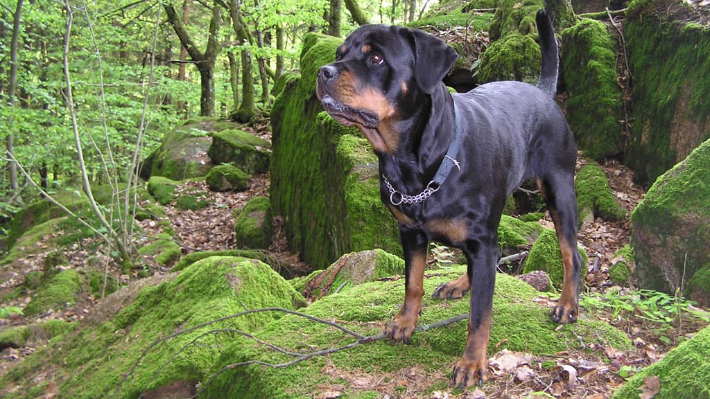 Dog walking forest - Hjallerup