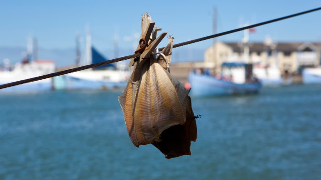 Hirtshals Fish Festival - lots of fresh fish