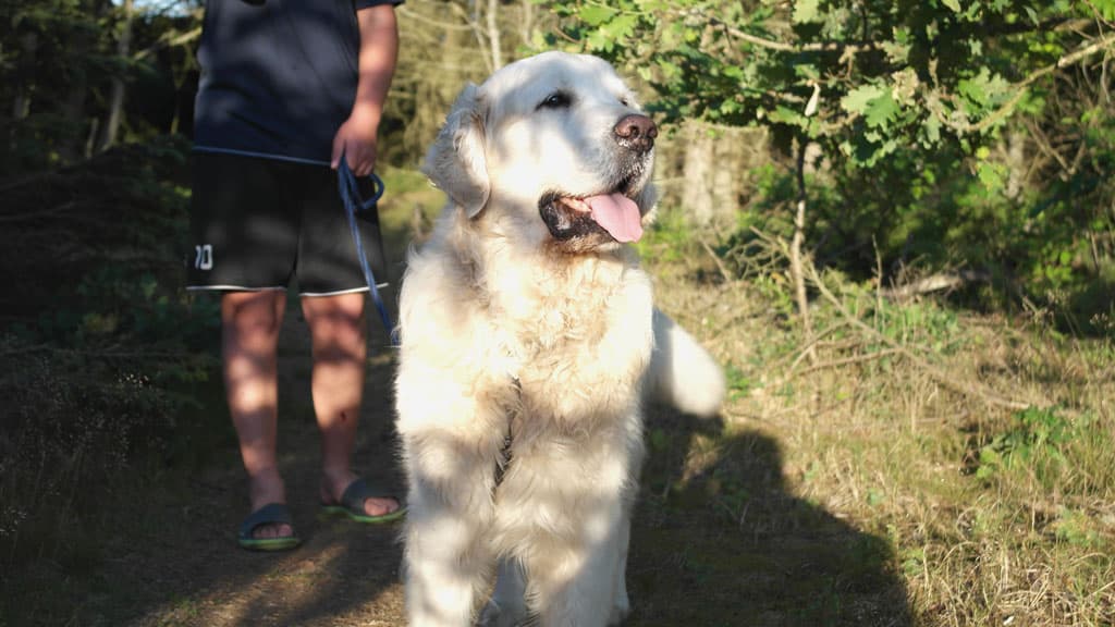 Dog-friendly zone – Tornby Klitplantage