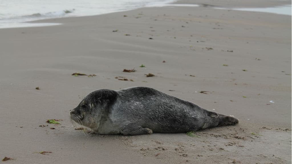 Seals
