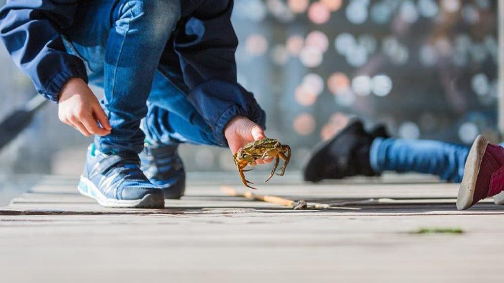 Das Nordsee Ozeanarium