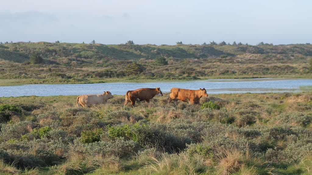 Vandplasken (protected area)