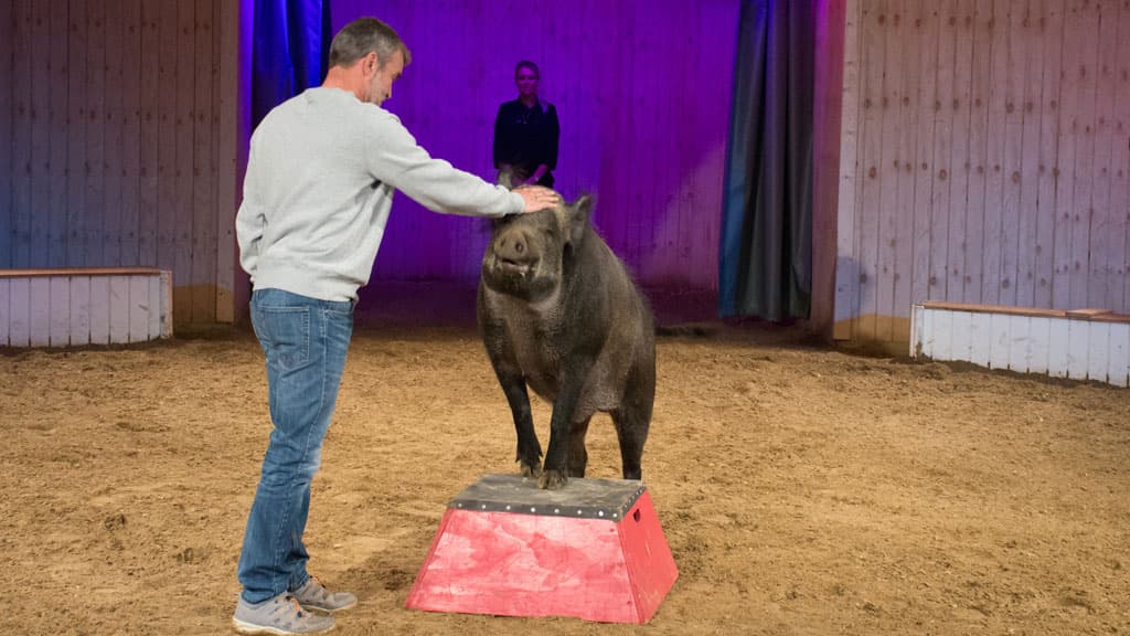 The Cirkus Farm