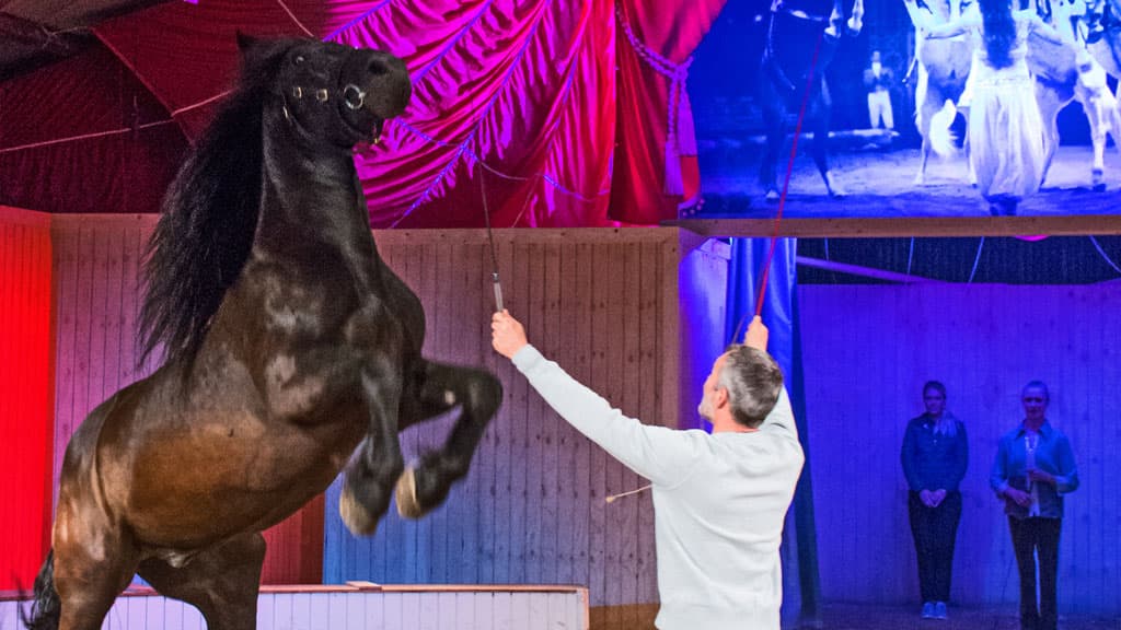 The Cirkus Farm