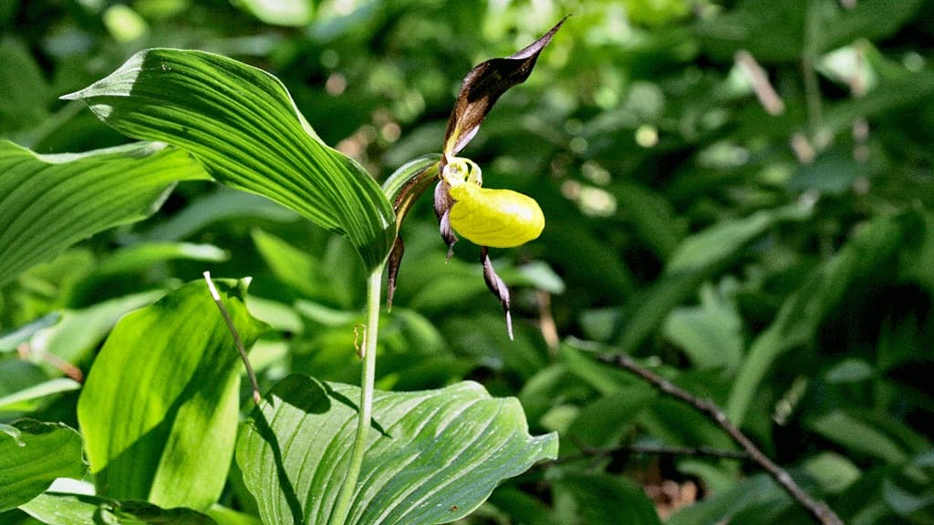 Lady Slipper Orchid