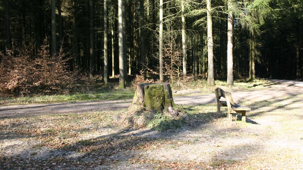 Laus Gades Bøg (Beech) - stump