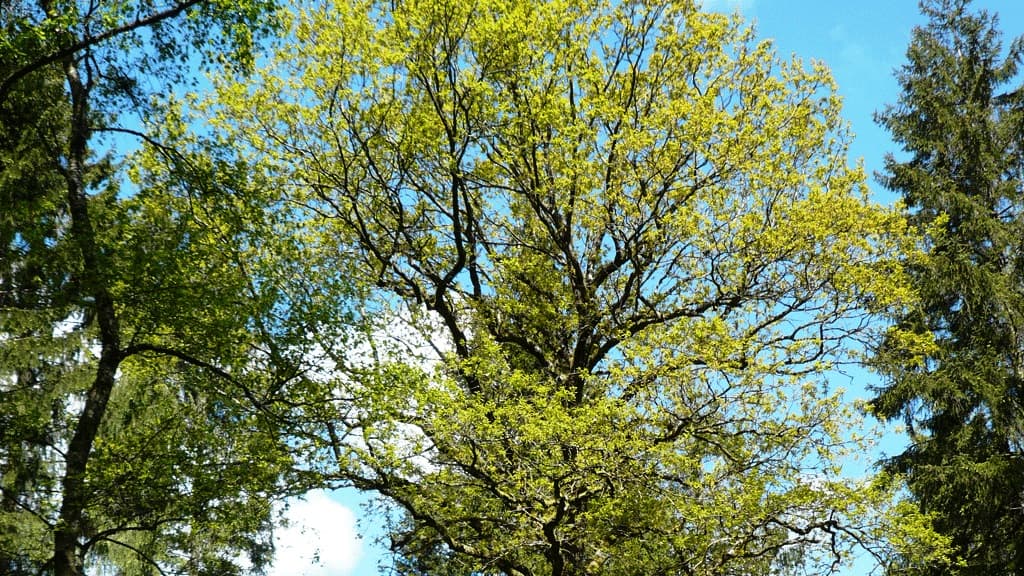 The Mosskov Oak