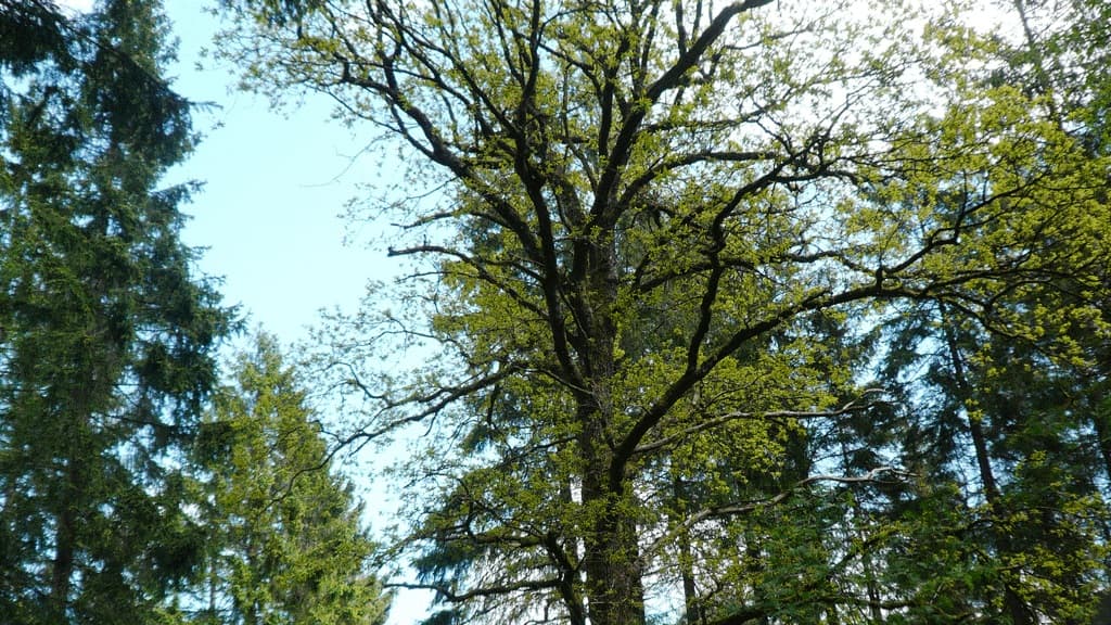 The Mosskov Oak