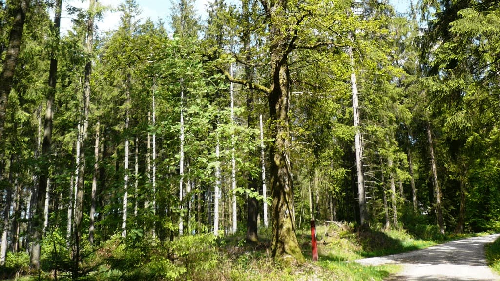 The Mosskov Oak