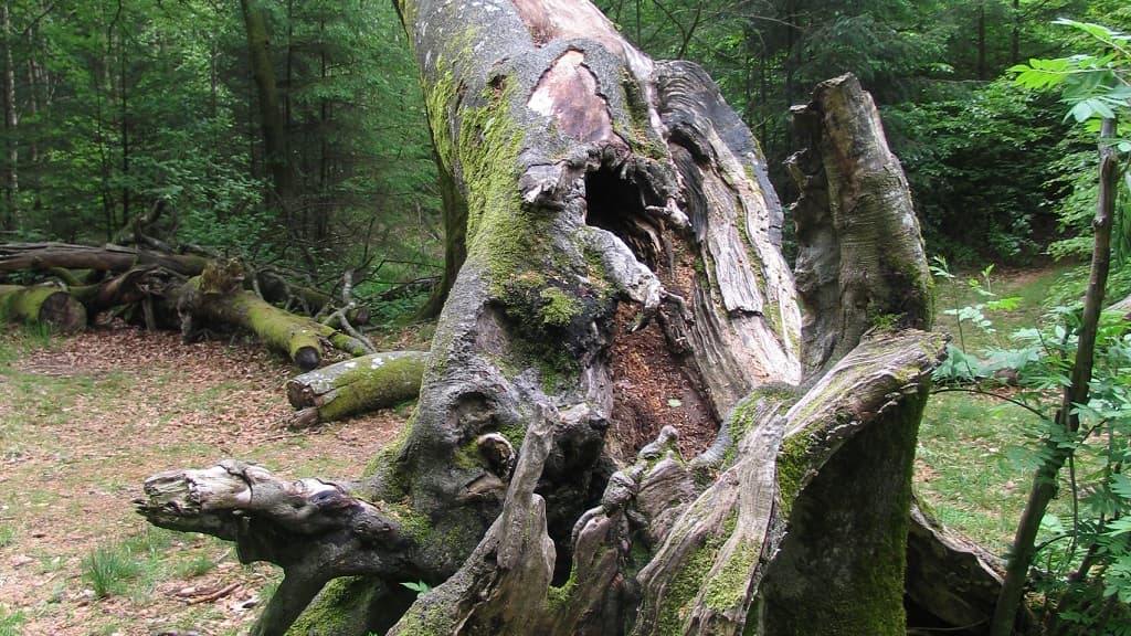 Urskoven | The old-growth forest