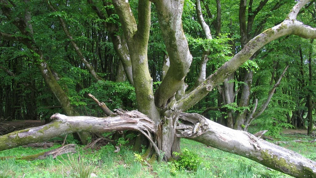 Urskoven | The old-growth forest