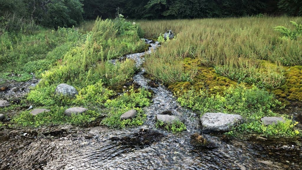 The springs of Rold Forest