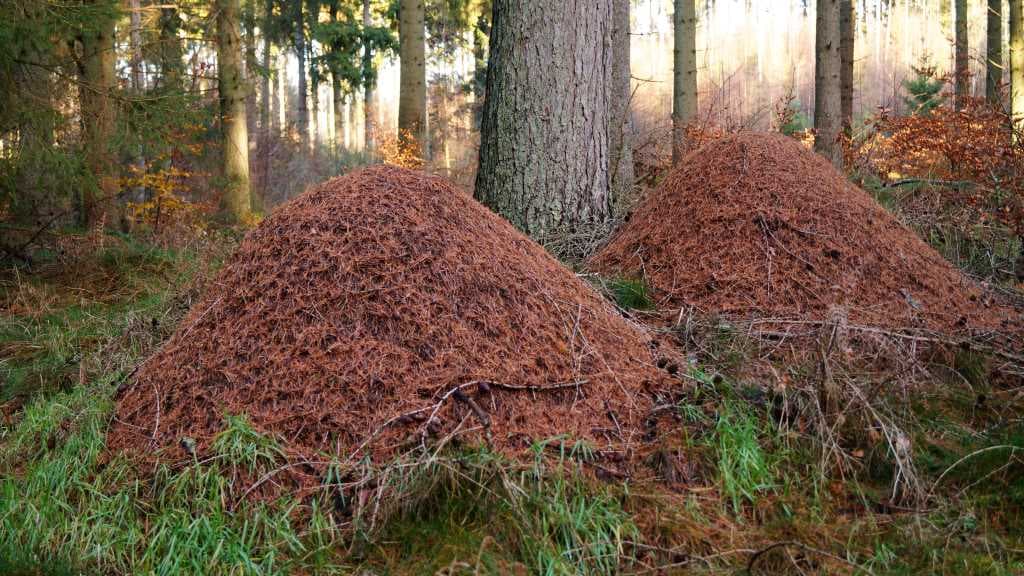 Bjergeskoven l The hilly forest 