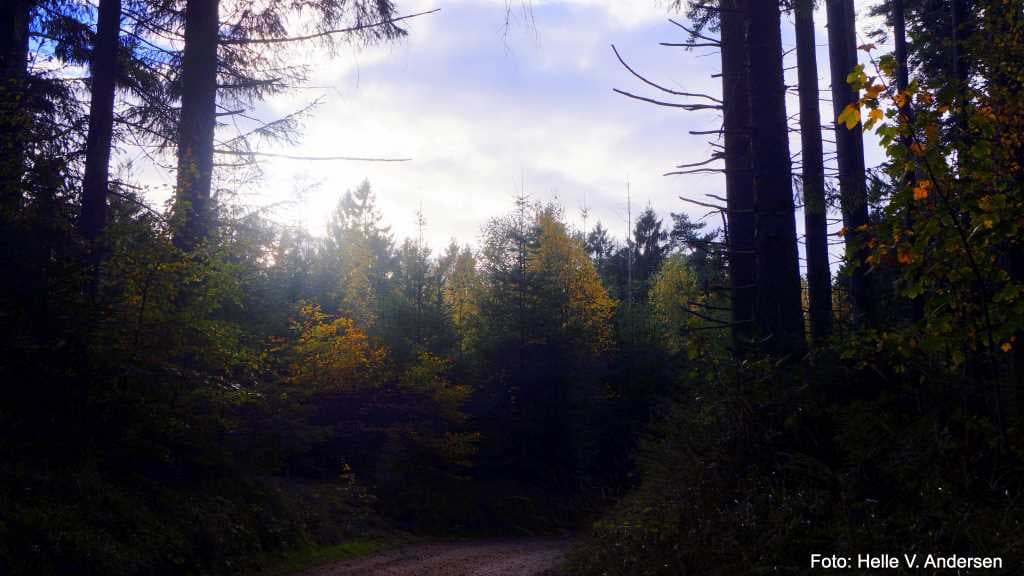 Bjergeskoven l The hilly forest 