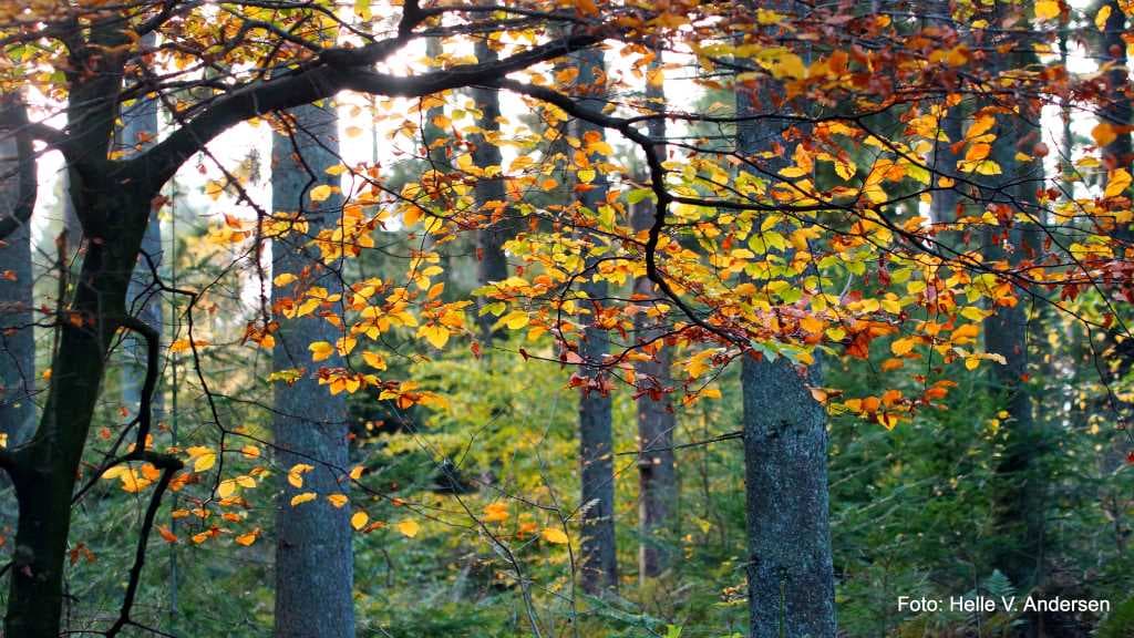 Bjergeskoven l The hilly forest 