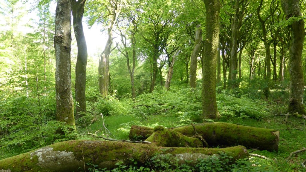 Urskoven | The old-growth forest