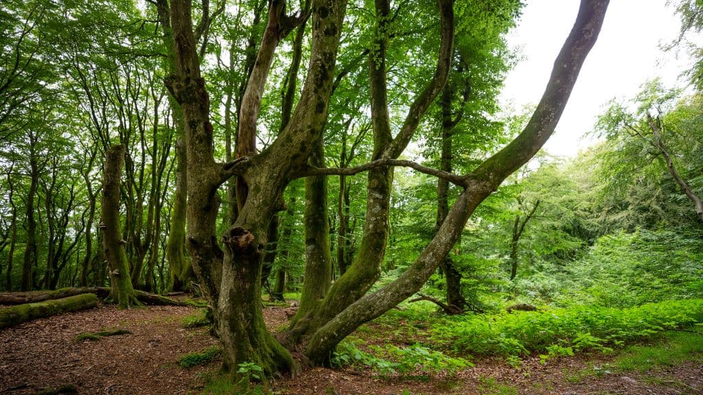 The Princess Tree
