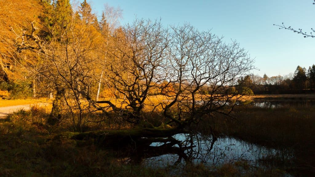 Bregnesøen