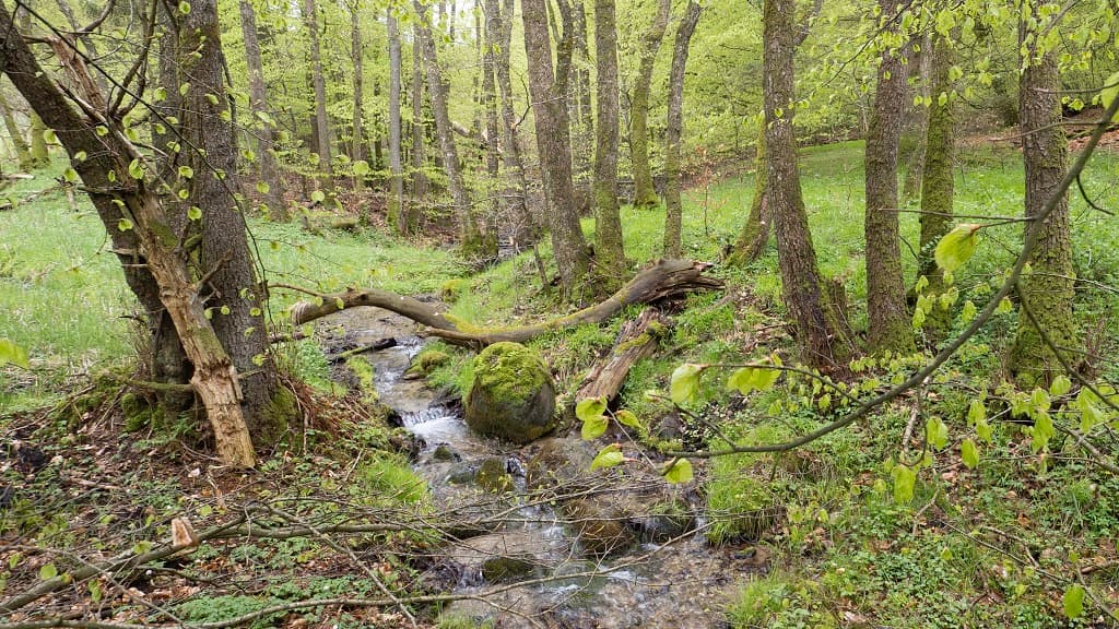 Rold Kildebæk (Spring)