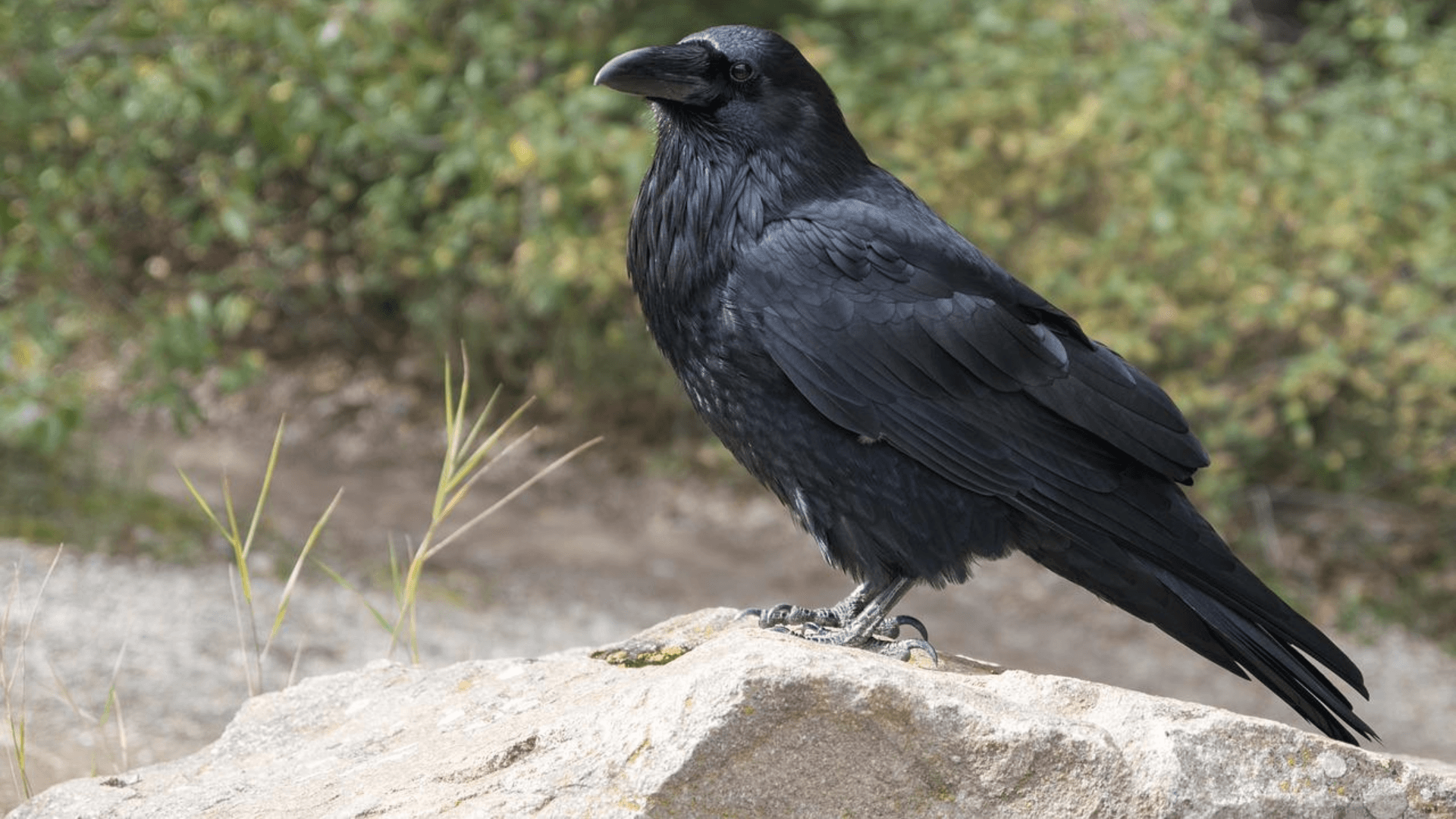 Ravn