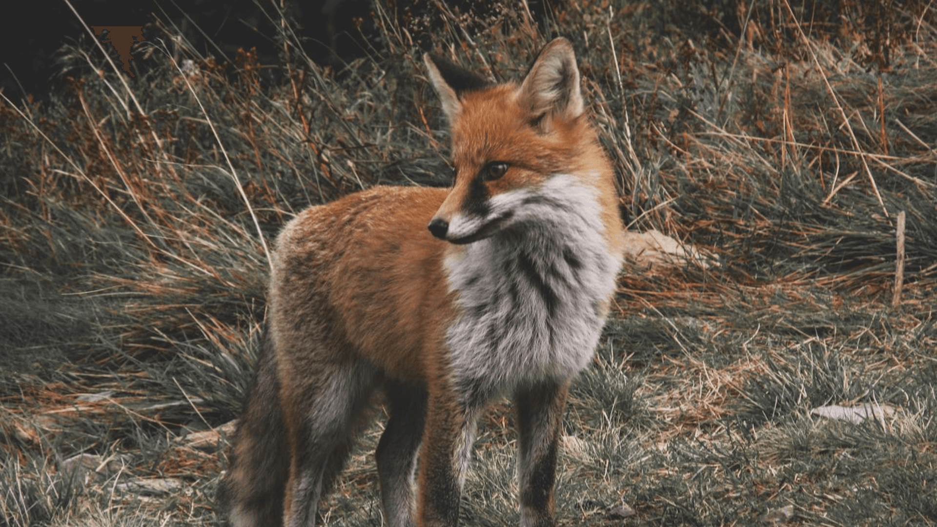Ræv