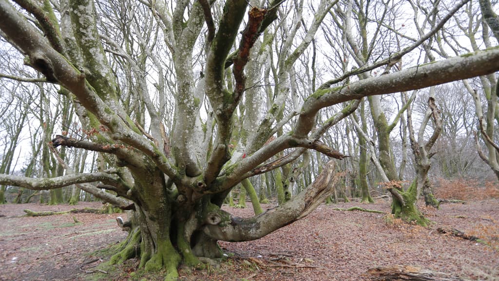 Hvass Tree