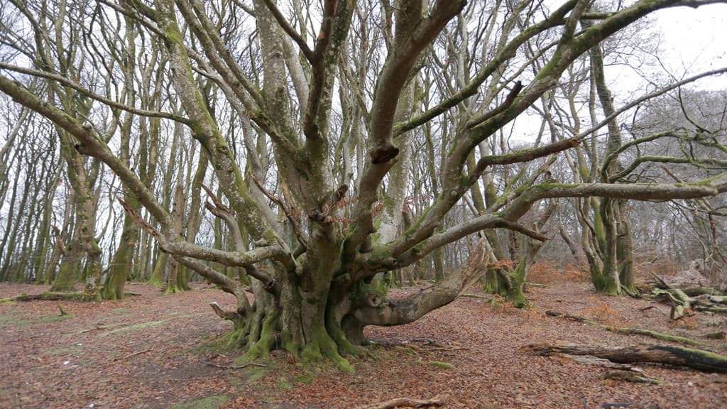 Hvass Tree