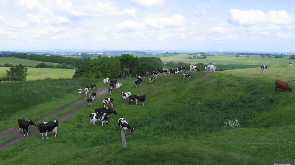 The Burial mounds, Frendrup Nihøje