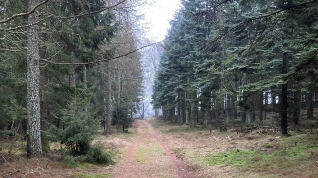 Gærum Plantage