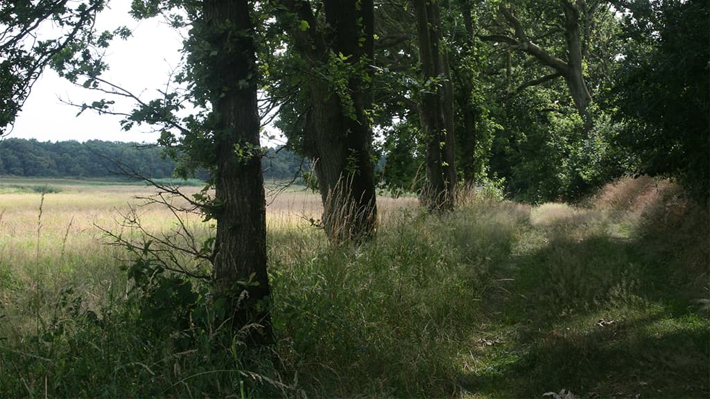 Skelhøj, barrow at Tobøl