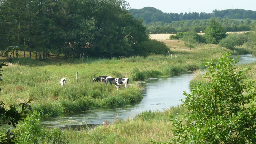 Kongeåen
