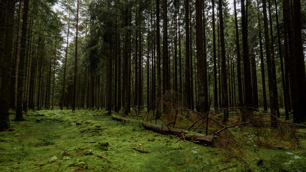 Palsgaard Forest