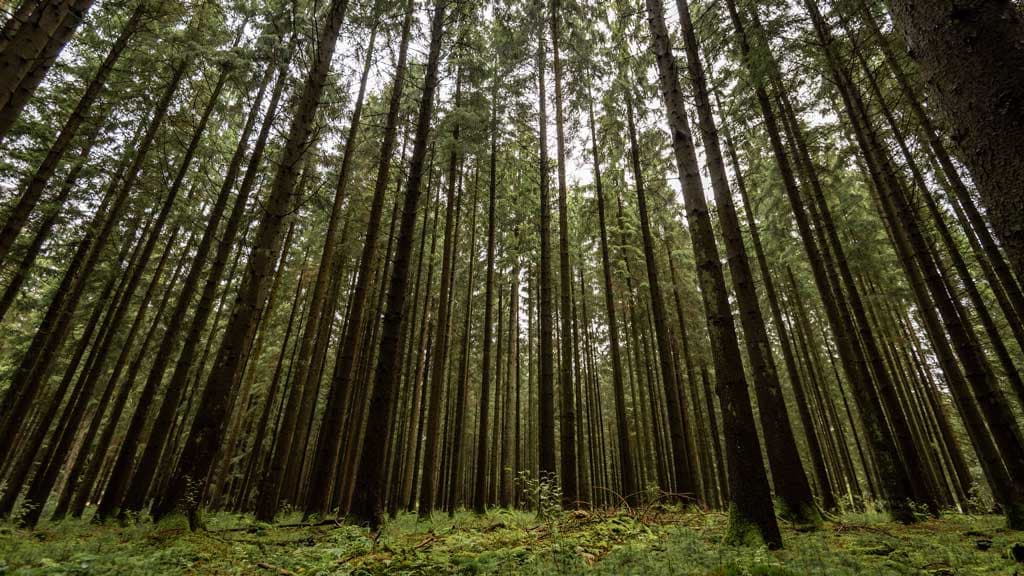 Palsgaard Forest