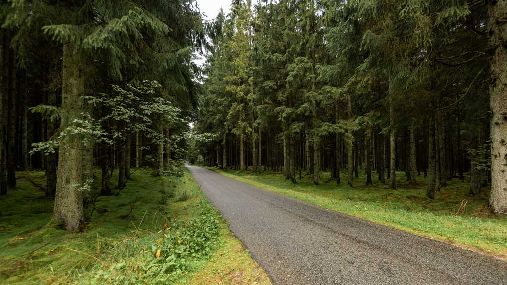 Palsgaard Forest
