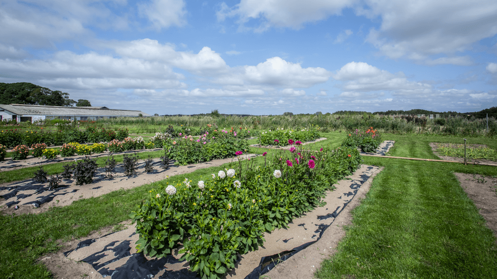 Flower field at Tinnetgaard