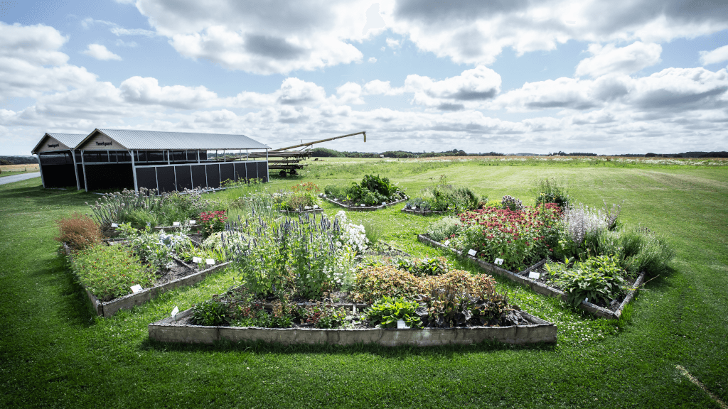Flower beds at the farm visit site Tinnetgaard