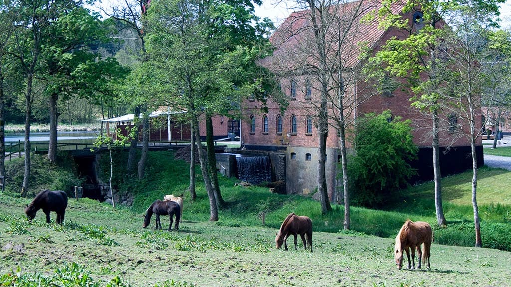 Hopballe Mølle in the background with horses in the foreground