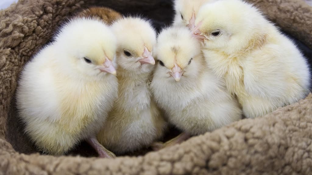 Chicks cuddling and snuggling