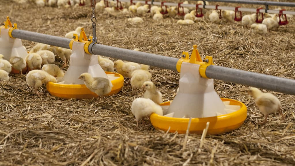 A bunch of chicks walking and eating on hay