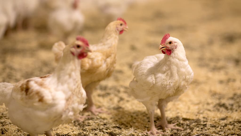 Large chicks