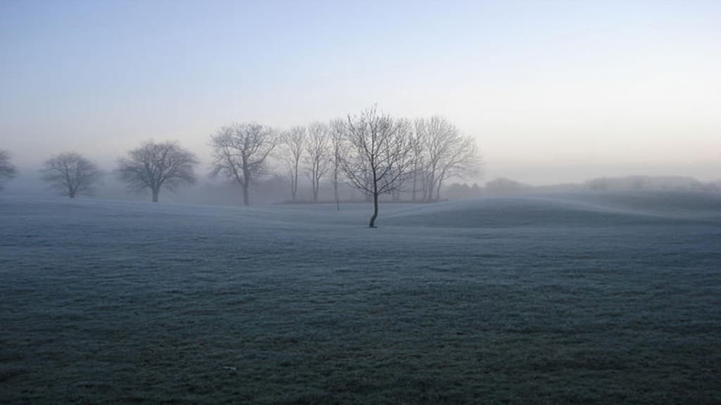 Field with trees covered in white mist.
