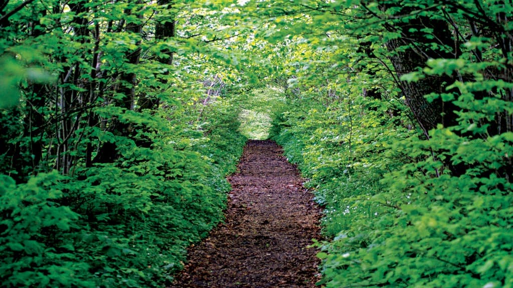 Nature trail surrounded by dense green leaves on newly sprouted trees.