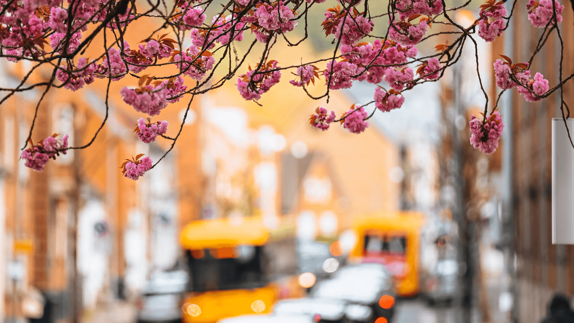 The cherry trees by the Boulevard